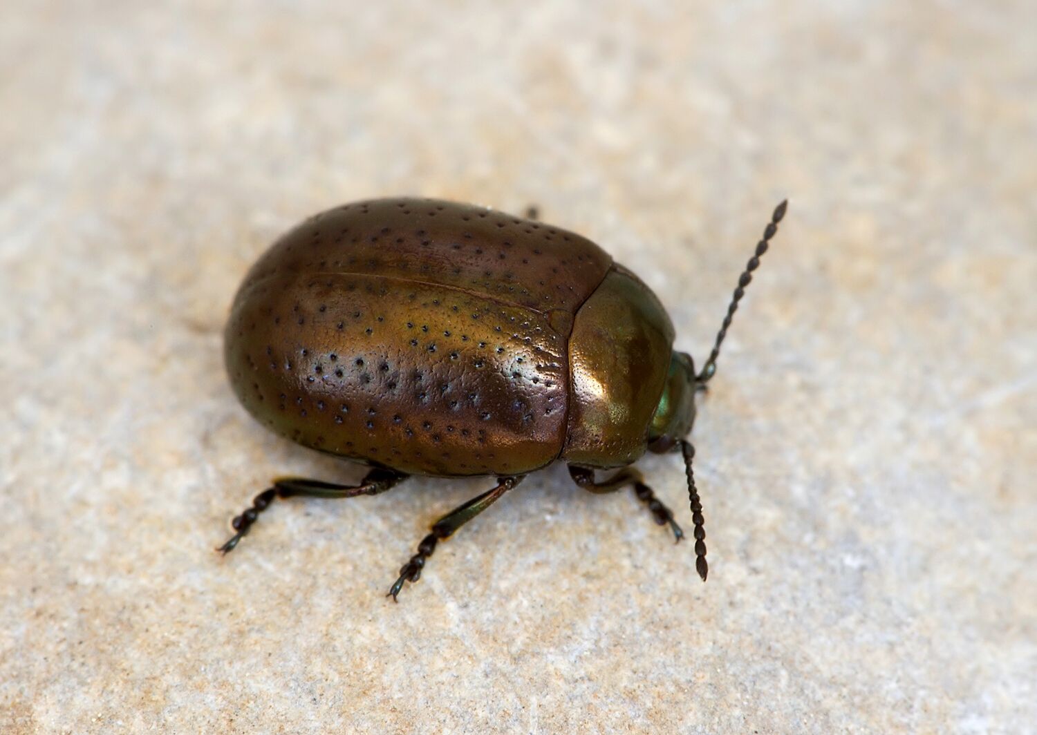 Chrysolina hyperici