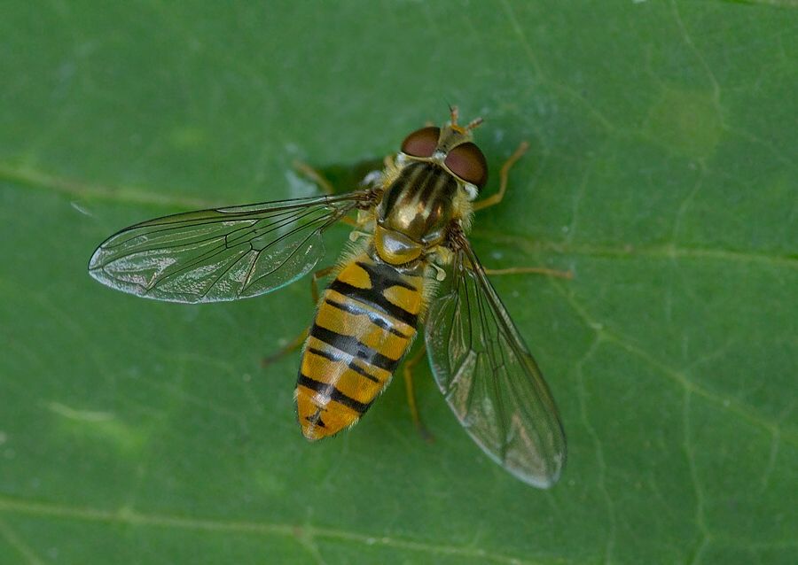 Episyrphus balteatus