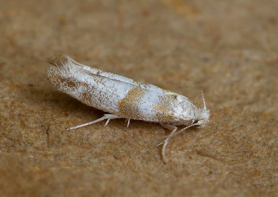 Cedestis gysseleniella