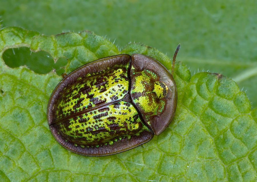 Cassida canaliculata