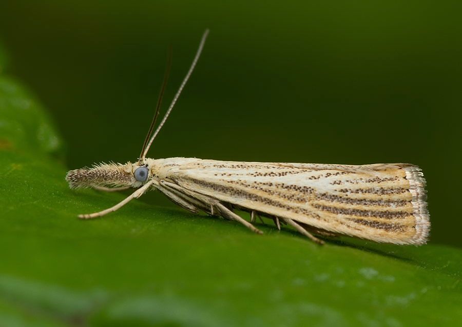 Agriphila straminella