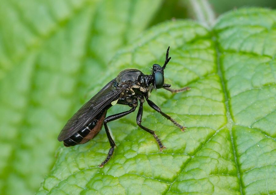 Dioctria atricapilla