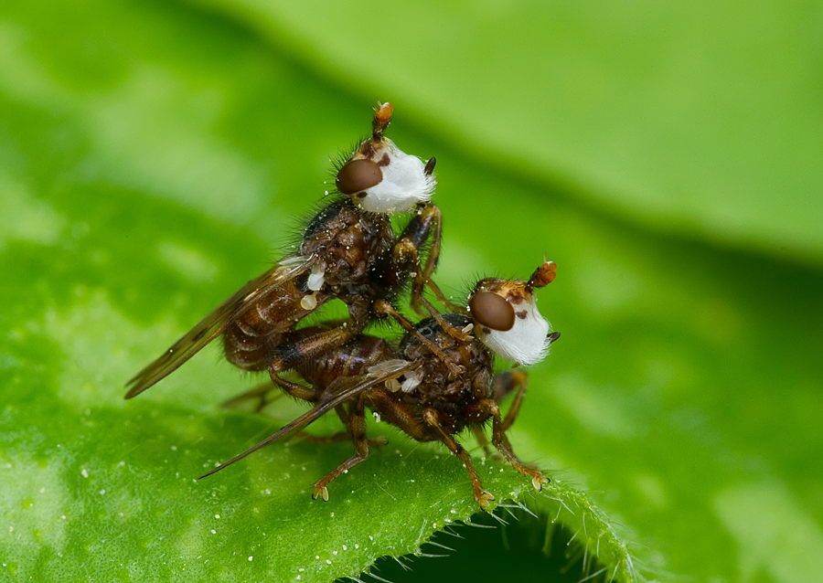 Myopa buccata
