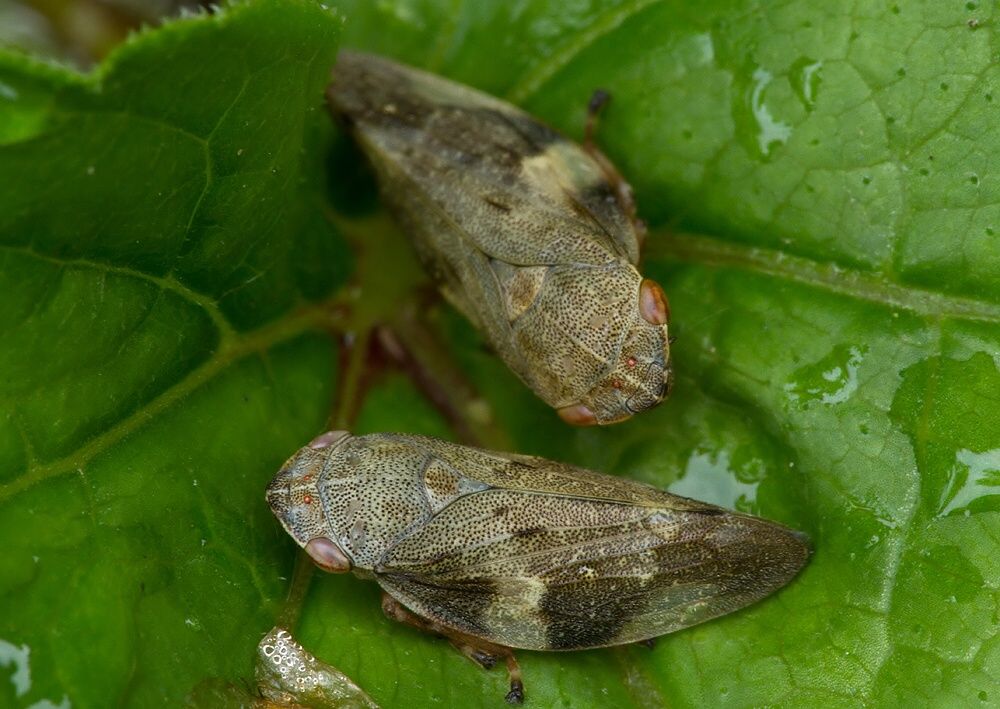 Aphrophora alni