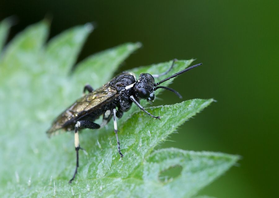 Macrophya alboannulata