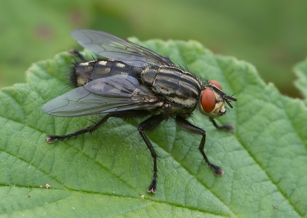 Sarcophaga carnaria