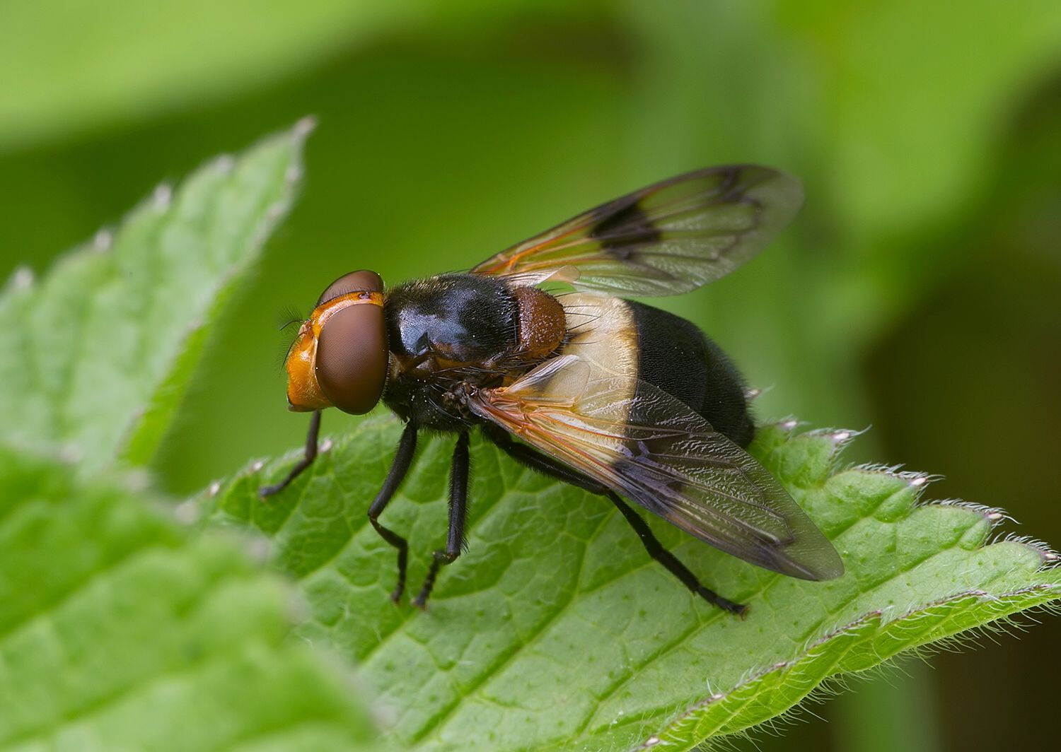 Volucella pellucens