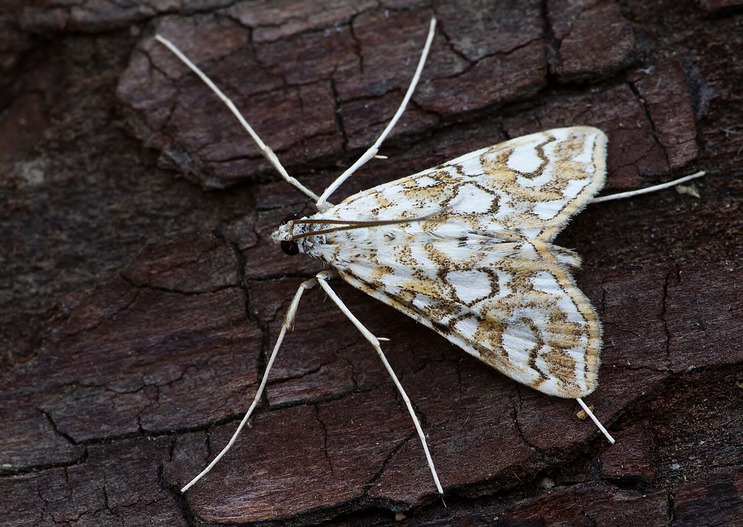 Elophila nymphaeata