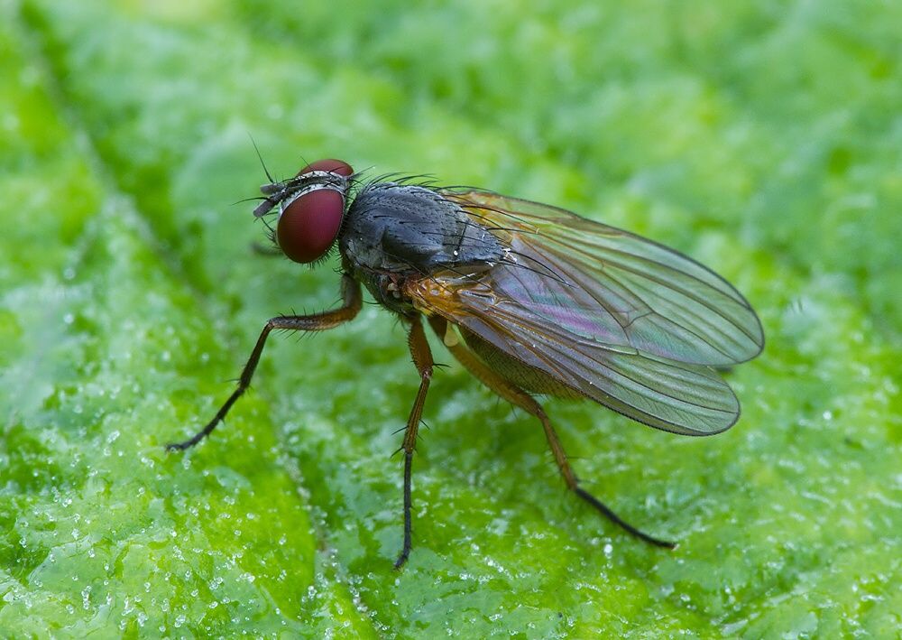 Phaonia tuguriorum