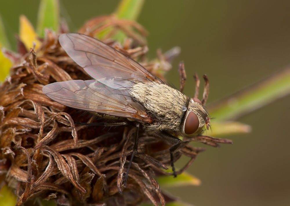 Pollenia rudis