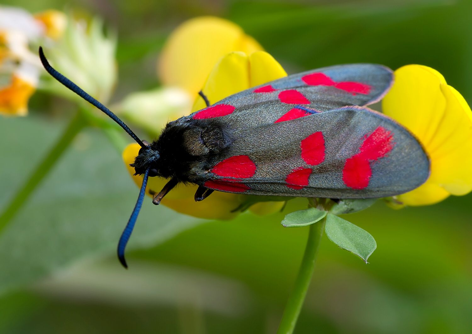 Zygaena filipendulae