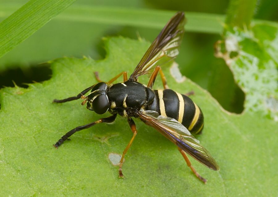 Temnostoma bombylans