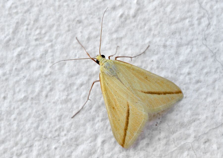 Rhodometra sacraria