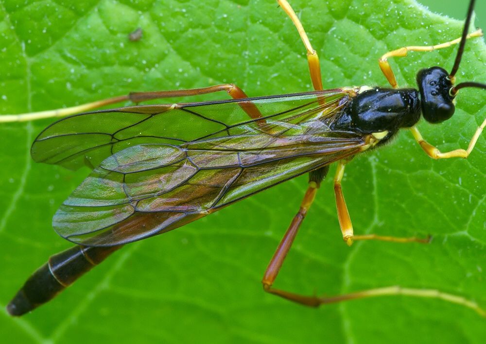 Rhyssella sp.