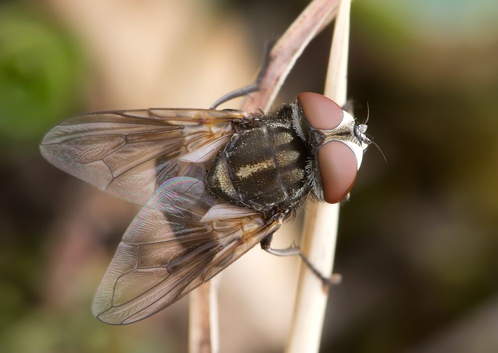 Phasia obesa