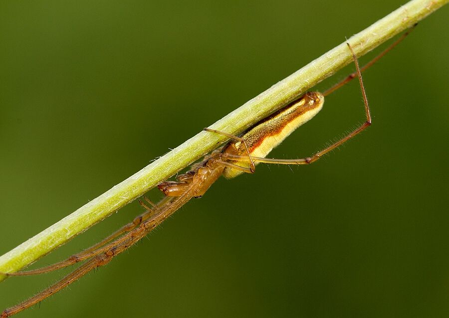 Tetragnatha cf. extensa