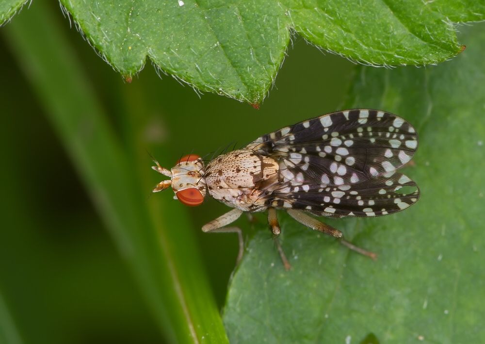 Trypetoptera punctulata
