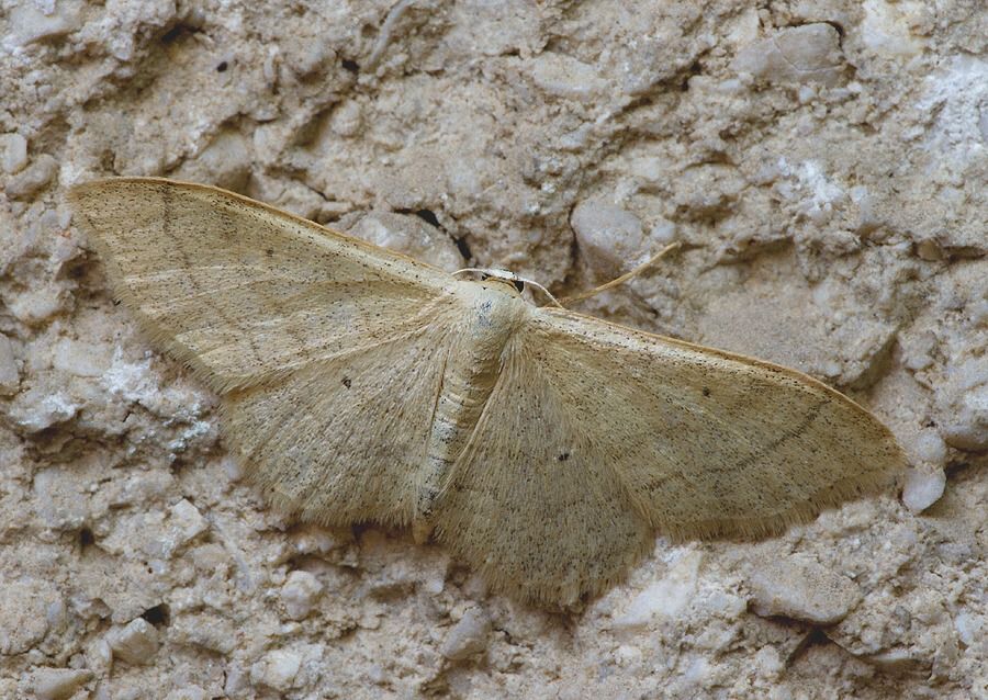 Idaea straminata