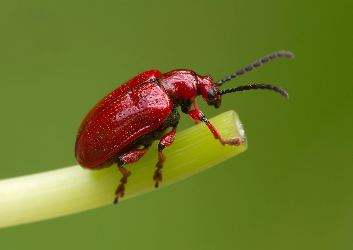Lilioceris merdigera