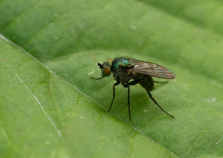 Dolichopus picipes