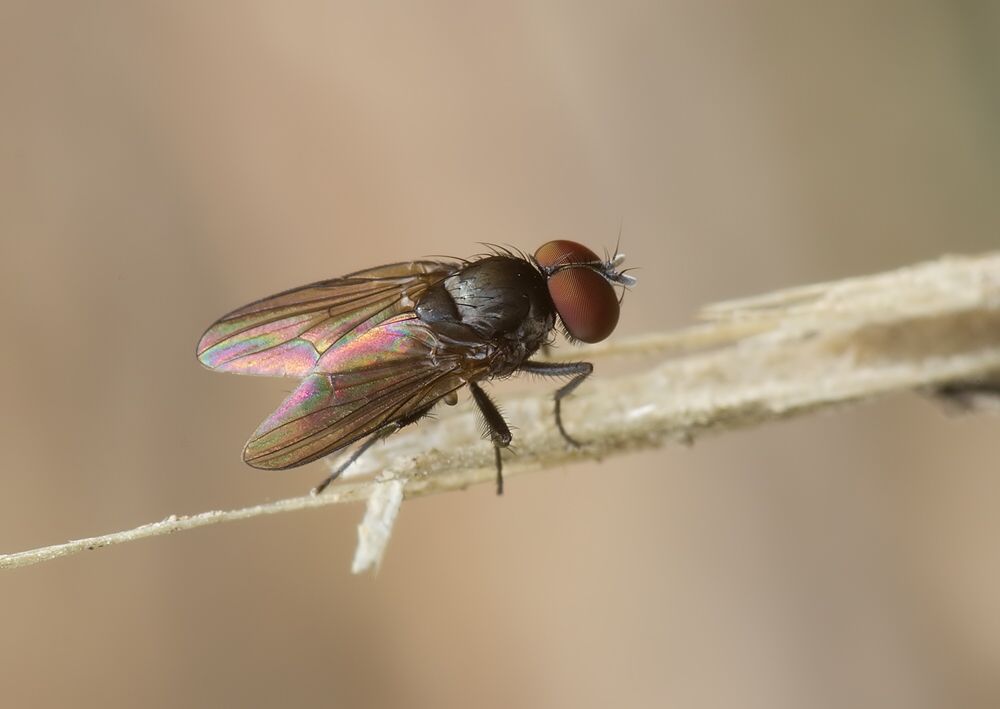 Fannia mollissima