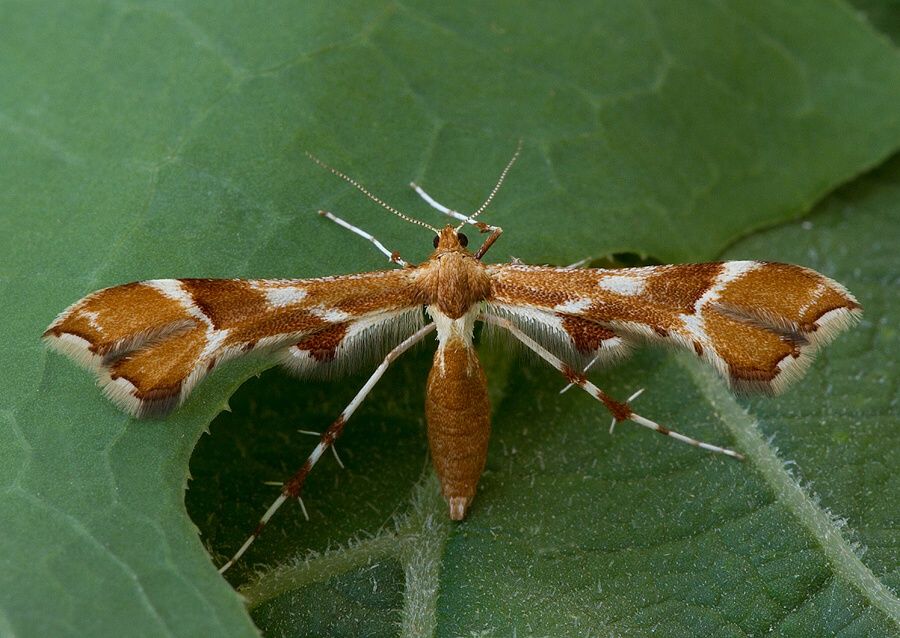 Cnaemidophorus rhododactyla