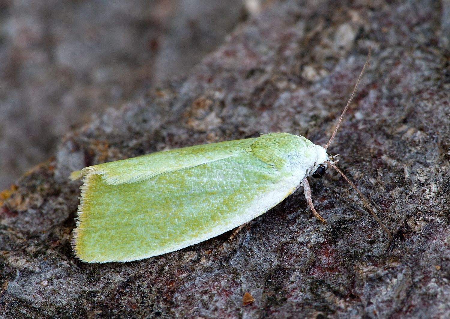Tortrix viridana