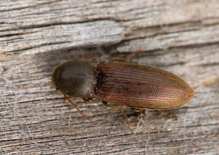 Agriotes sputator