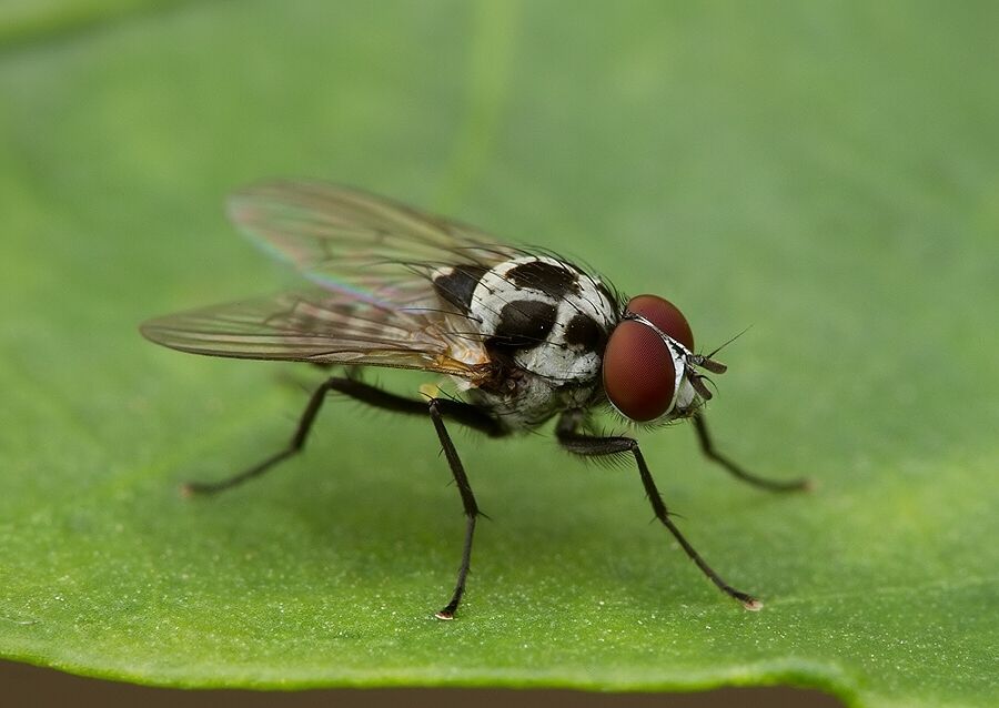 Anthomyia procellaris