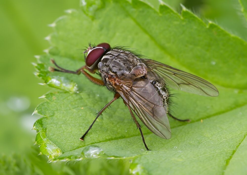 Helina impuncta
