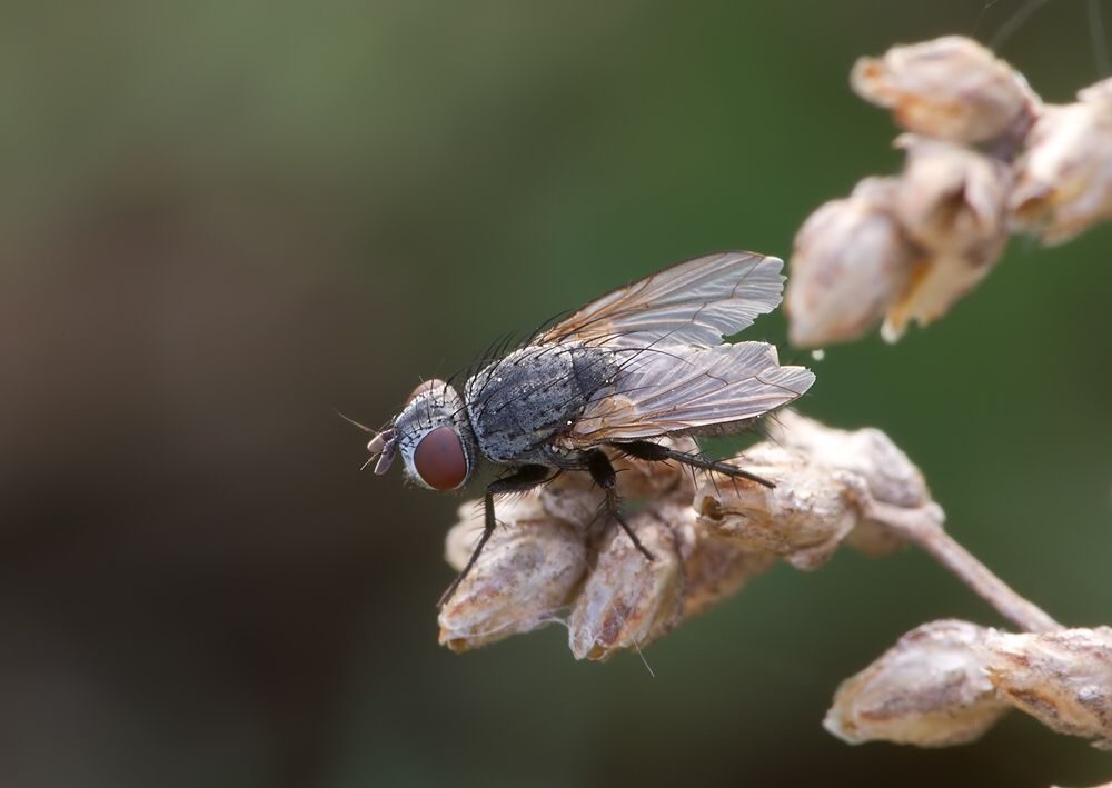 Synactia parvula