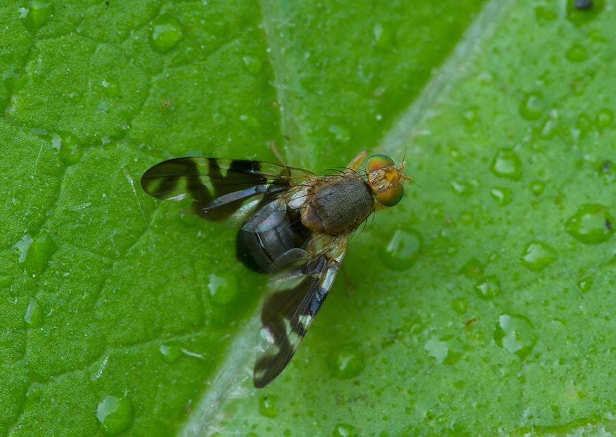 Philophylla caesio