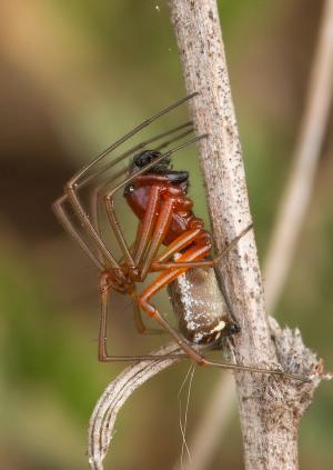 Frontinellina frutetorum 