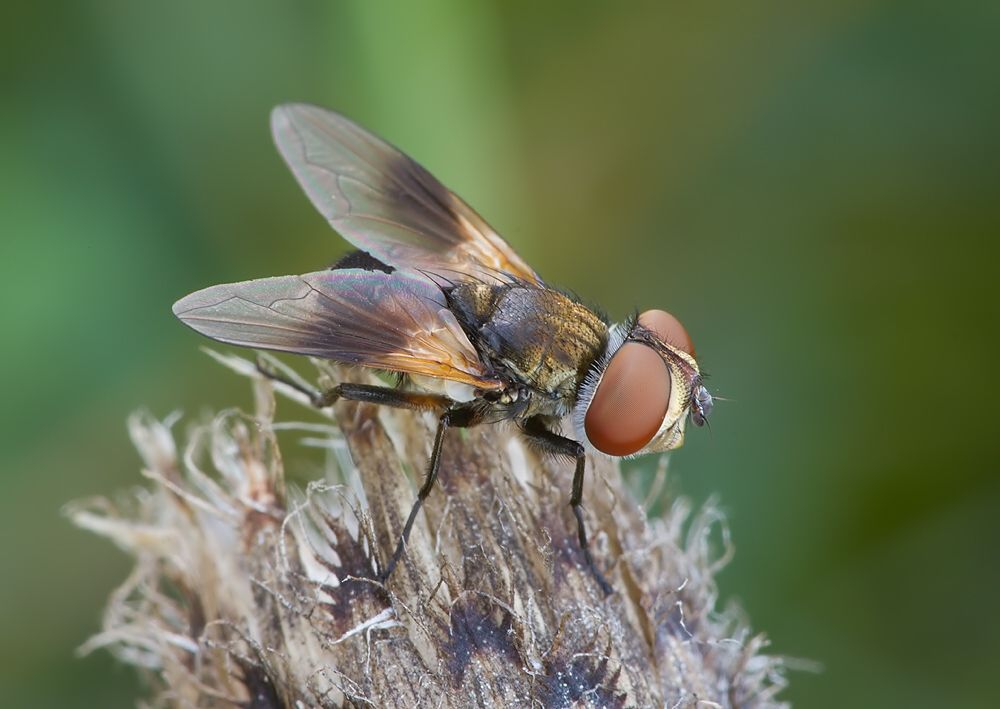 Ectophasia crassipennis