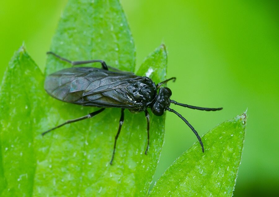 Rhadinoceraea micans