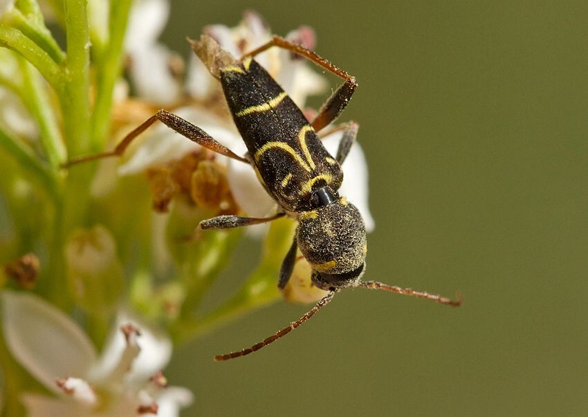 Xylotrechus antilope