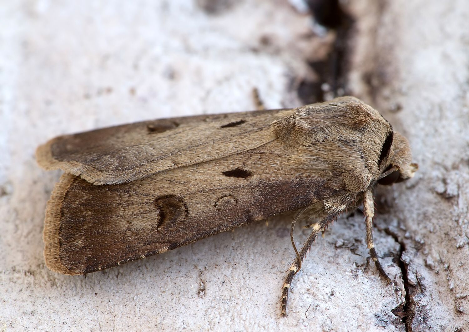 Agrotis exclamationis