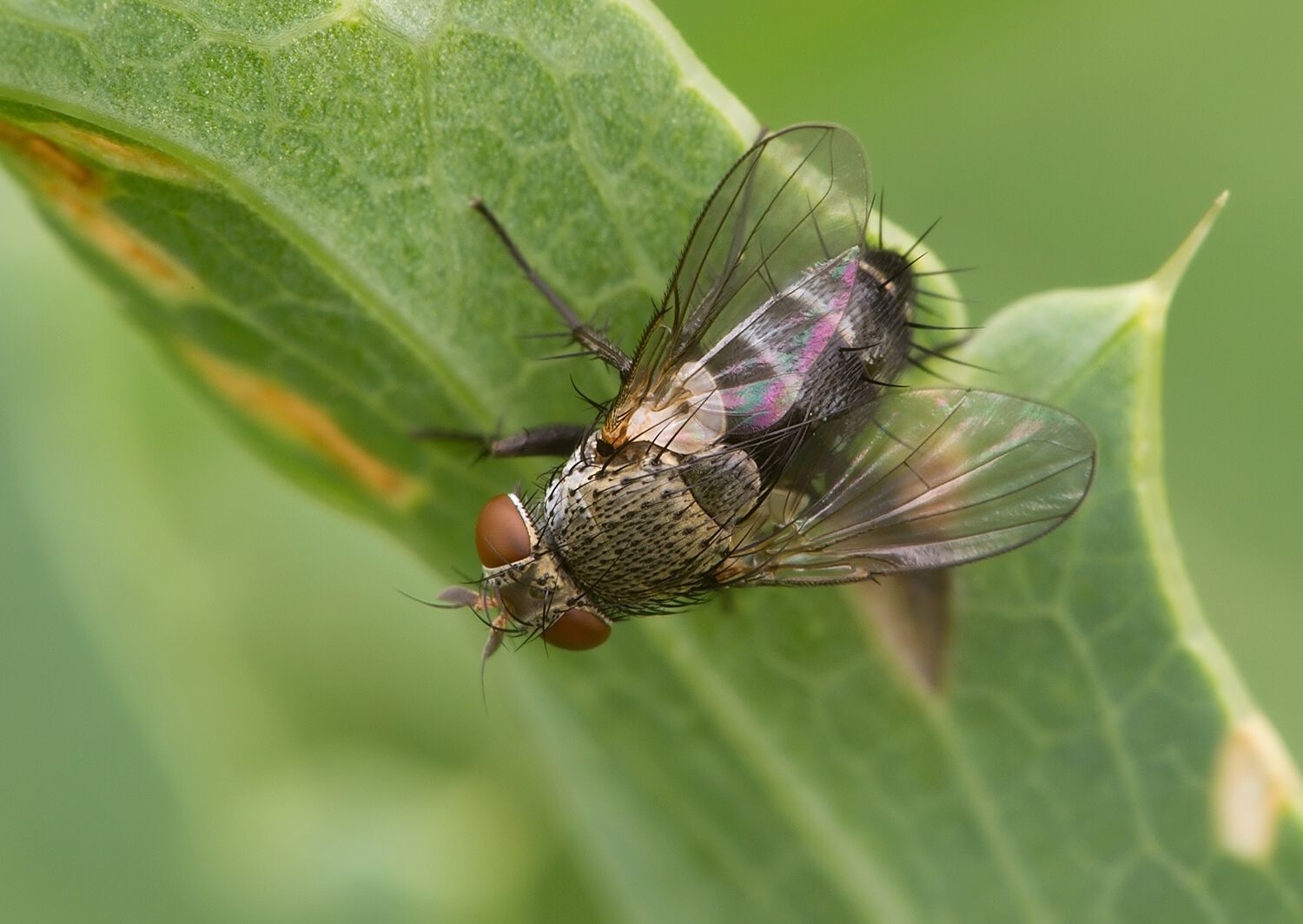Actia pilipennis