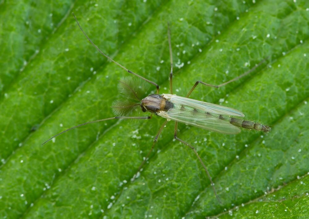 Chironomus plumosus