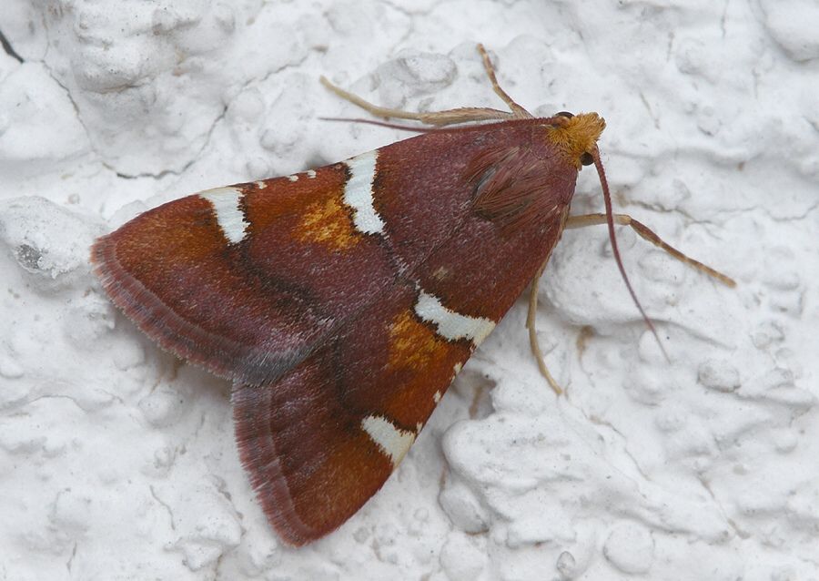 Pyralis regalis