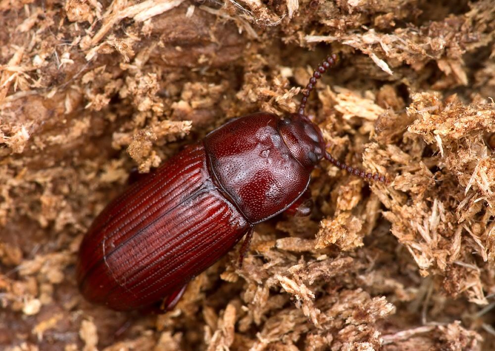 Uloma culinaris