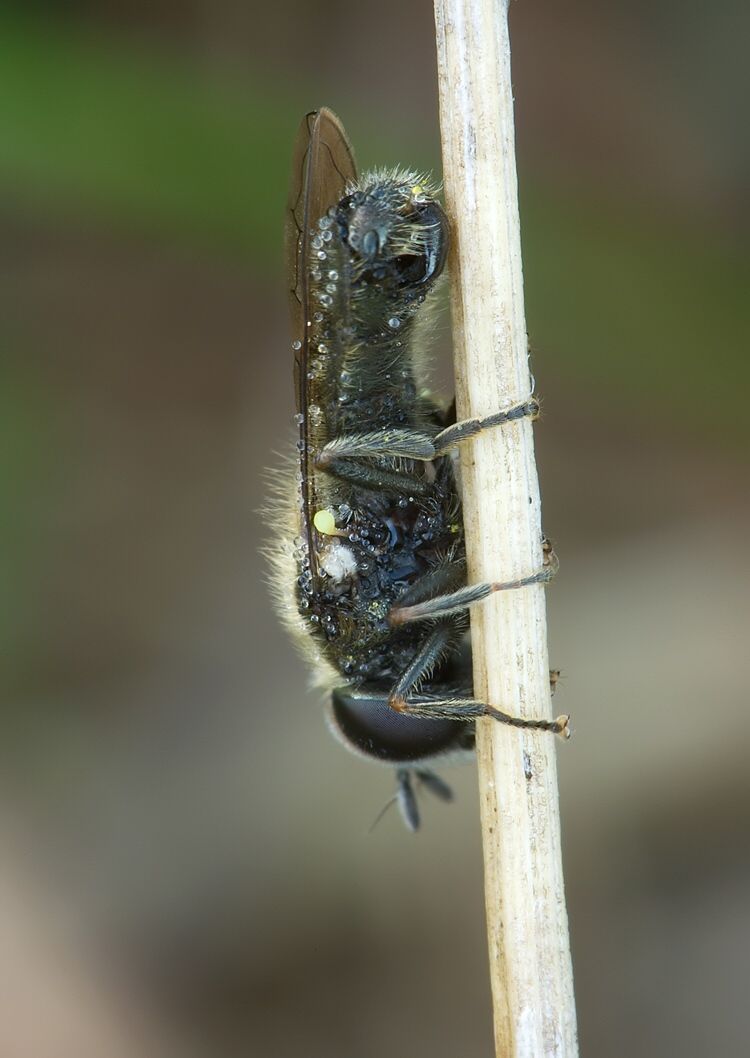 Pipizella virens