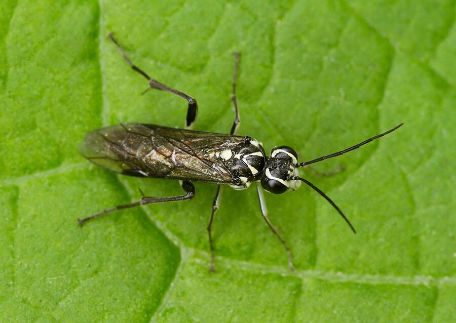 Pachyprotasis rapae