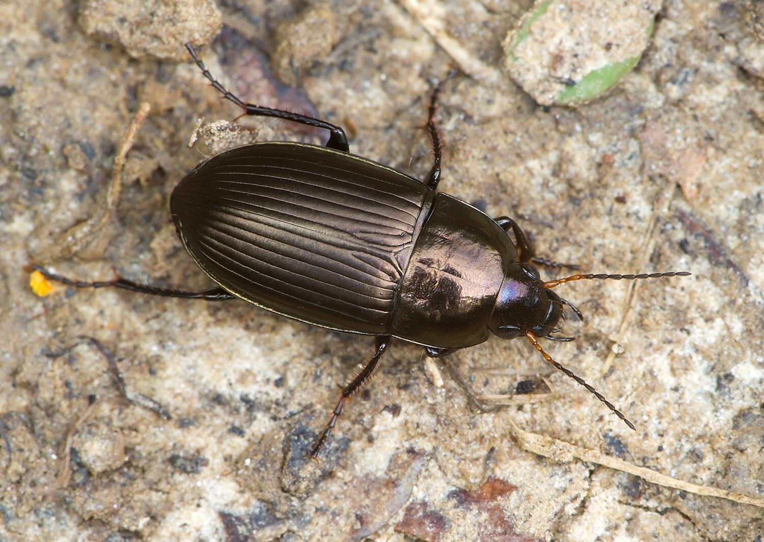 Amara ovata