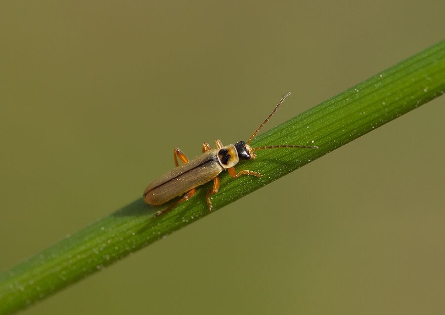 Metacantharis clypeata