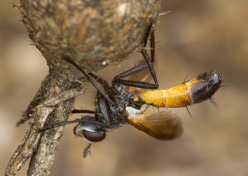 Cylindromyia pilipes