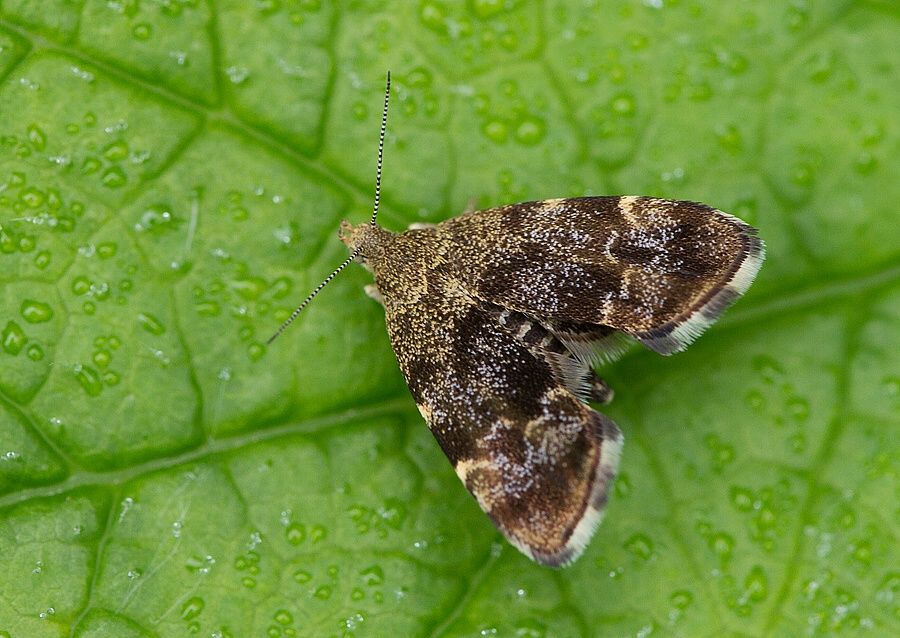Anthophila fabriciana