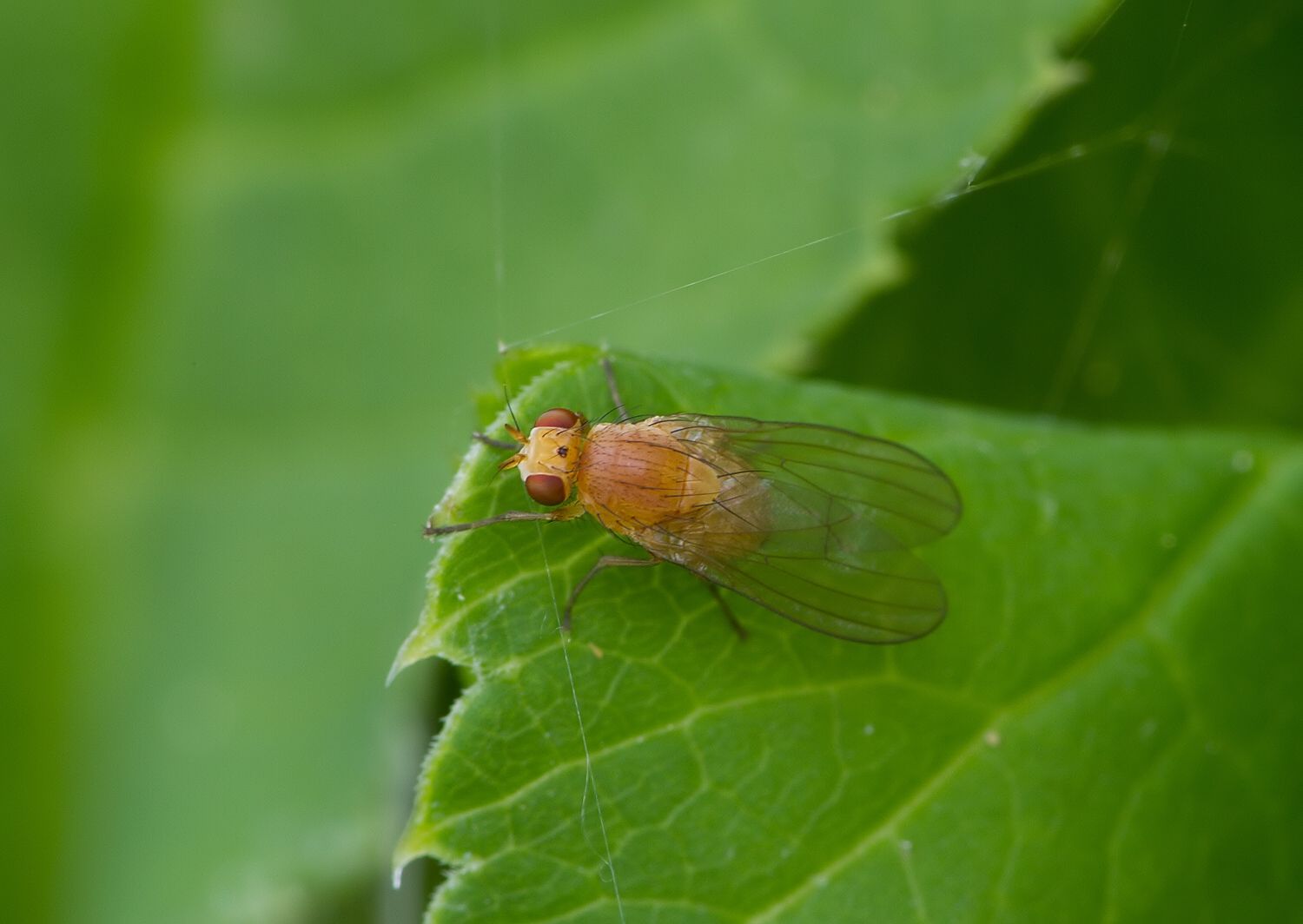 Sapromyza intonsa