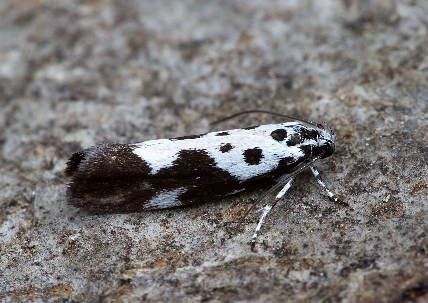 Ethmia quadrillella