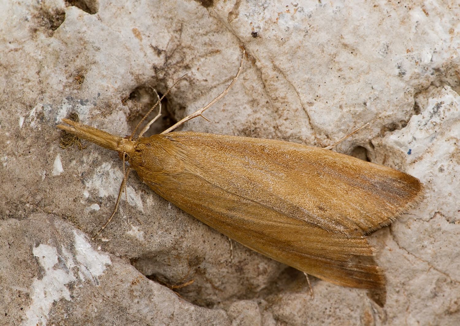 Donacaula forficella